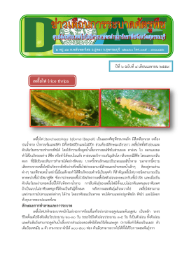 เพลี้ยไฟ (rice thrips