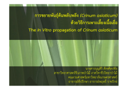 (Crinum asiaticum) ด้วยวิธีการเพาะเลี้ยงเนื้อเยื่อ