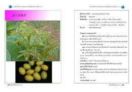 ชื่อวิทยาศาสตร   Spondias pinnata (L.f) Kurz ชื่อสามัญ Hog plum ชื่อพ