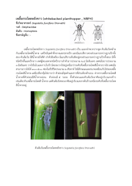 เพลี้ยกระโดดหลังขาว (whitebacked planthopper , WBPH)