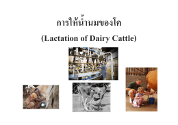 การให้นํËานมของโค (Lactation of Dairy Cattle)