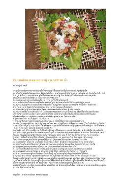 PDF : ประเพณีกินวอของชาวลาหู่ อำเภอปางมะผ้า