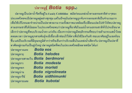 ปลาหมู( Botia spp.)