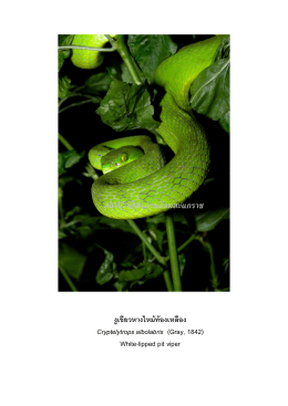 งูเขียวหางไหม้ท้องเหลือง