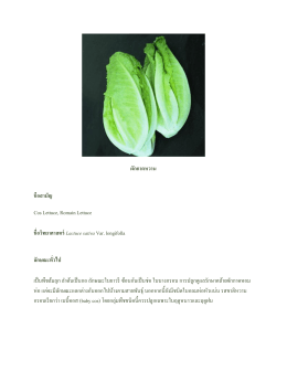 ผักกาดหวาน ชือสามัญ Cos Lettuce, Romain Lettuce ชื่อวิทยาศาสตร