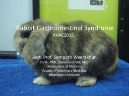 Rabbit Gastrointestinal Syndrome