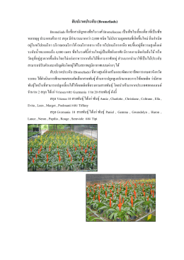 bromeliads - ศูนย์ส่งเสริมและพัฒนาอาชีพการเกษตรจังหวัดระยอง