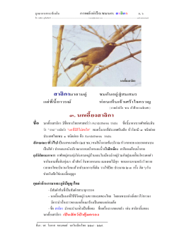 ชมนก: นกเอี้ยงสาลิกา บูรณาการสาระท้องถิ่น ค่านิยมวัฒนธรรมประเพณีไทย