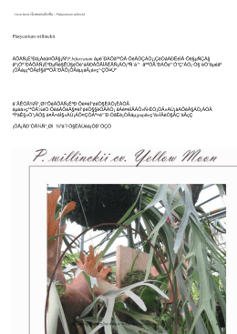 I love ferns :: Platycerium willinckii Platycerium willinckii มีลักษณะใกล้