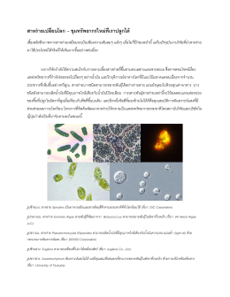 สาหร่ายเปลี่ยนโลก - Material ConneXion® Bangkok