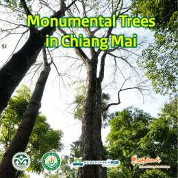 Monumental Trees in Chiang Mai Monumental - ระบบ E