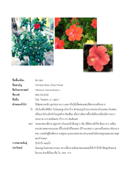 ชื่อพื้นเมือง ชบาแดง ชื่อสามัญ Chinese Rose, Shoe Flower ชื่อว