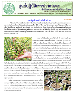 การปลูกอินทผลัม สไตล์ไทยไทย - สำนักงานเกษตรจังหวัดนราธิวาส