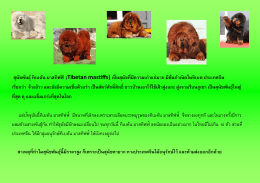 สุนัขพันธุ์ ทิเบตัน มาสทิฟฟ์ (Tibetan mastiffs) เป็นสุนั
