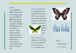 ผีเสื้อ (แมลง)(butterfly), ชื่อ แมลงทุกชนิดในอันดับ Lepi