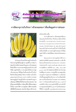 การยืดอายุการเก็บรักษา“กล้วยหอมทอง”เพื่อเพ