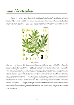 มะกอก : ไม้สารพัดประโยชน์