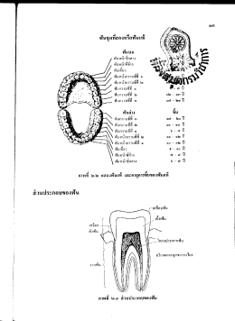 Page 1 * ฟันชุดที่สองหรือฟันแท้ ฟันบน ฟันหน้าซี่กลาง ฟันหน้าซี่ข้าง ฟัน