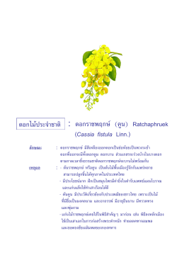 ดอกไม  ประจําชาติ : ดอกราชพฤกษ   (คูน) Ratchaphruek (Cassia fistula L