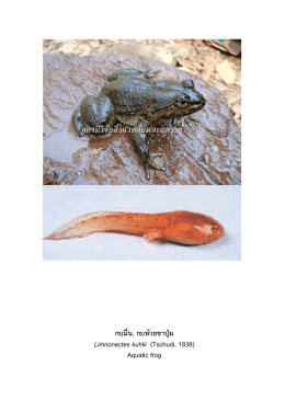 กบมื่น, กบห  วยขาปุ  ม Limnonectes kuhlii (Tschudi, 1838) Aquatic frog