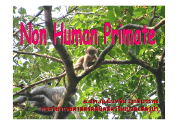 Non Human Primate