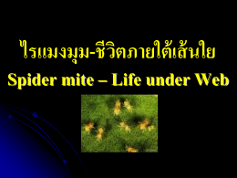 ไรแมงมุม-ชีวิตภายใต้เส้นใย Spider mite – Life