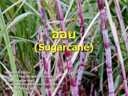 อ้อย (Sugarcane)