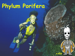 Phylum Porifera อ.แน็ต