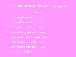 Rice Ragged Stunt Oryzavirus