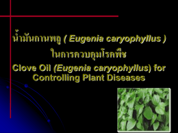 น้ำมันกานพลู ( Eugenia caryophyllus )