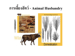 ประวัติศาสตร์ของการเลี้ยงสัตว์ - AGRI-MIS