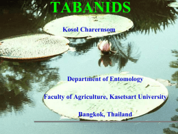 Tabanus - มหาวิทยาลัยเกษตรศาสตร์
