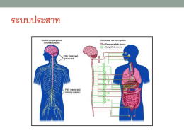 ระบบประสาท ระบบประสาทส่วนกลางประกอบด้วยสมอง - sumon
