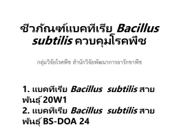 1bacillus subtilis