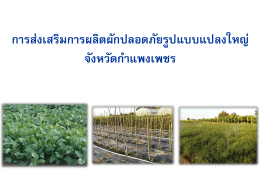 ตลาดผักปลอดภัย - เขตที่ 9 พิษณุโลก