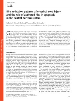 Rho activation patterns after spinal cord injury and the role of