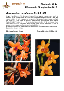 orchidée 77 - orchidee77