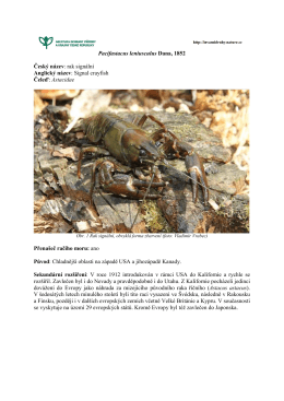 Baccharis halimifolia - Invazní druhy