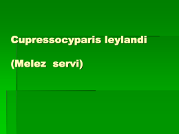 Cupressocyparis leylandi (Melez servi)