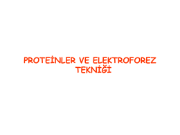 protein elektroforez