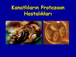 Kanatlıların Protozoon Hastalıkları Protozoa