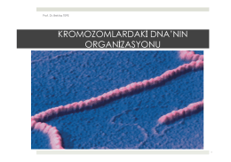 BÖLÜM 12: Kromozomlardaki DNA`nın Organizasyonu