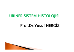 ÜRİNER SİSTEM HİSTOLOJİSİ Prof.Dr.Yusuf NERGİZ
