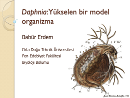 Daphnia: Yükselen bir model organizma