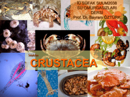 crustacea sunumu 1