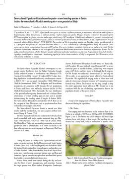 Semi-collared Flycatcher Ficedula semitorquata – a new breeding
