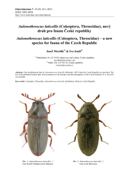Aulonothroscus laticollis (Coleoptera, Throscidae), nový