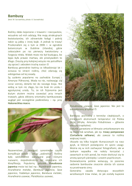Bambusy - Trawy.eu