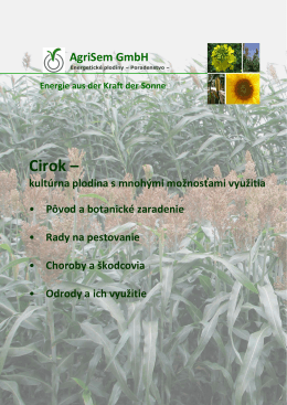 Cirok – - Energiepflanzen Sorghum Saatgut