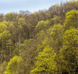 Bewohnte Bäume im Wald | Obydlené stromy 52
